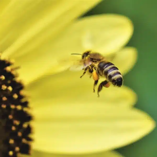 El mundo friki de las abejas