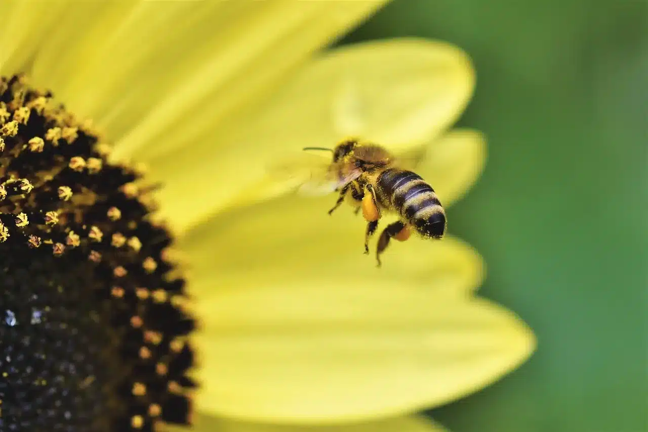 El mundo friki de las abejas